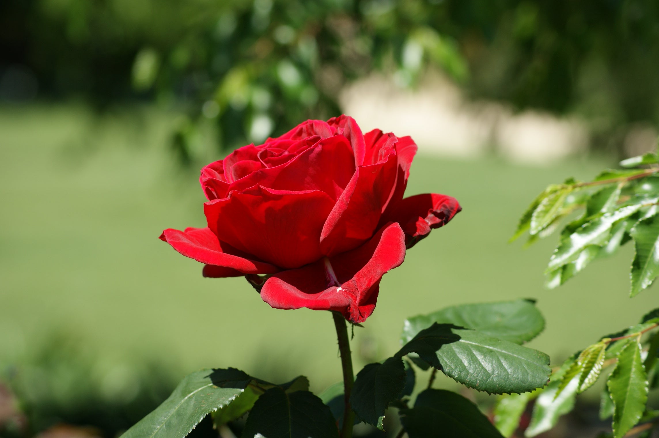 Fresh Rose Plant – Available in Red, Yellow, Blue & White