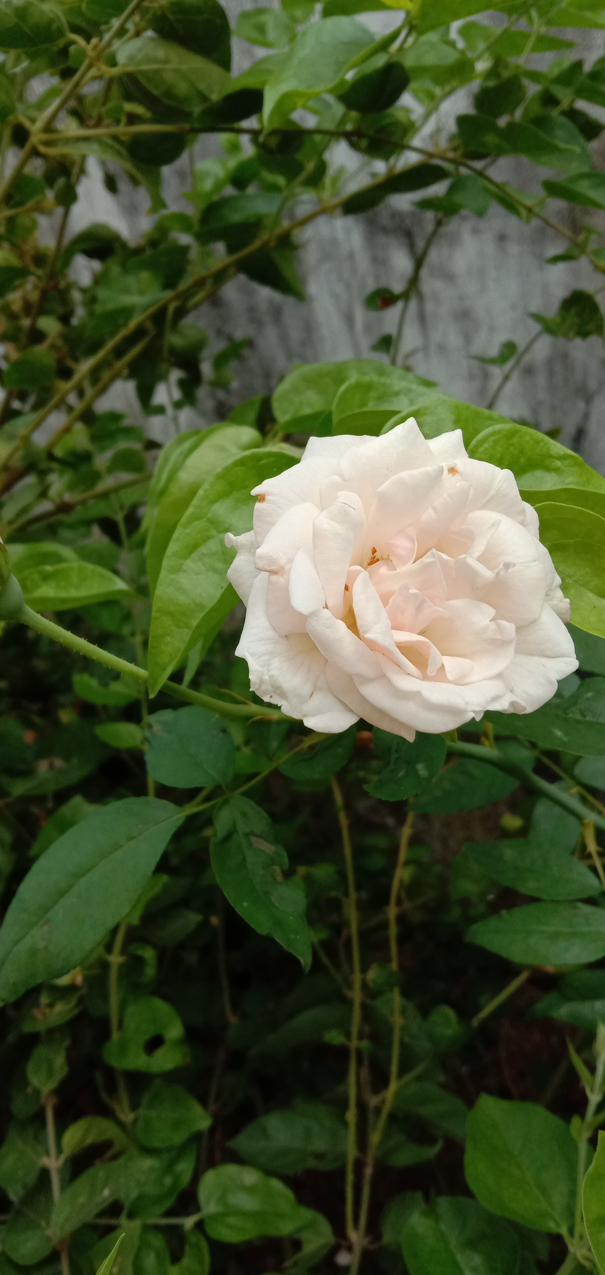Fresh Rose Plant – Available in Red, Yellow, Blue & White