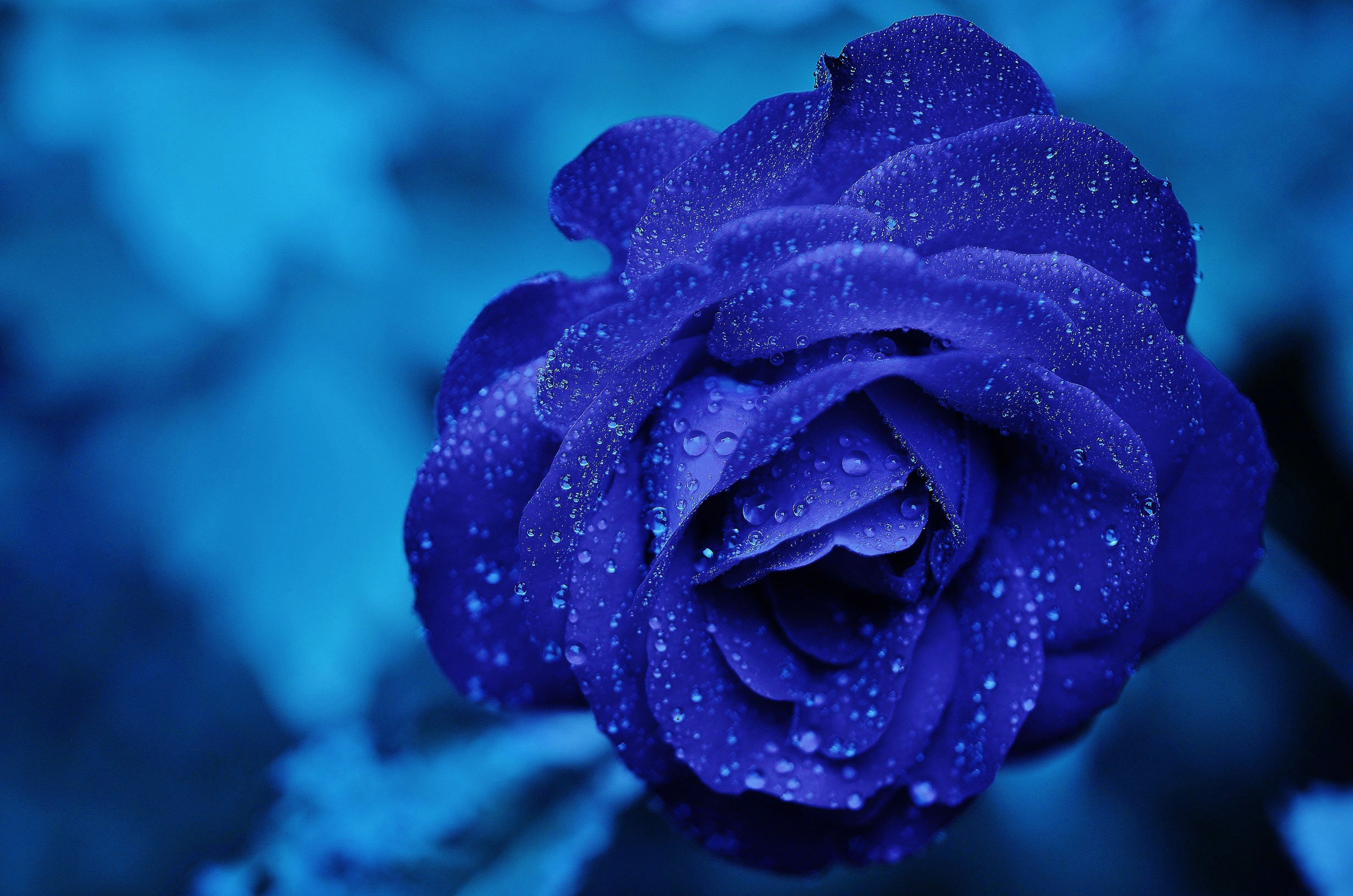 Fresh Rose Plant – Available in Red, Yellow, Blue & White