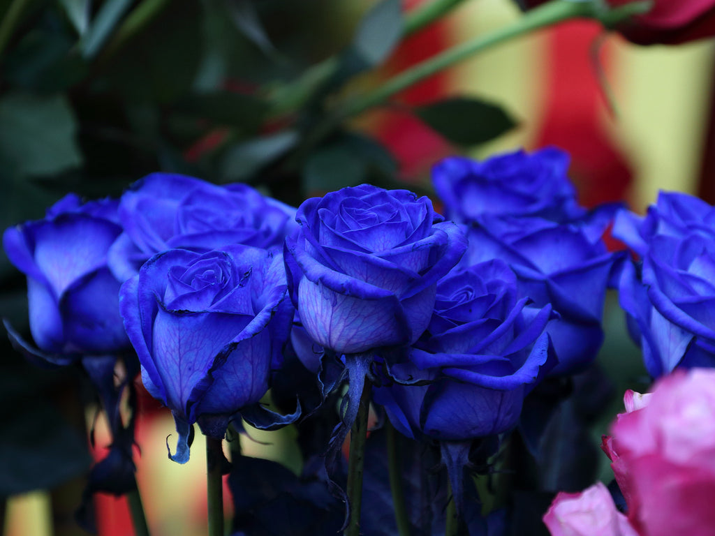 Fresh Rose Plant – Available in Red, Yellow, Blue & White