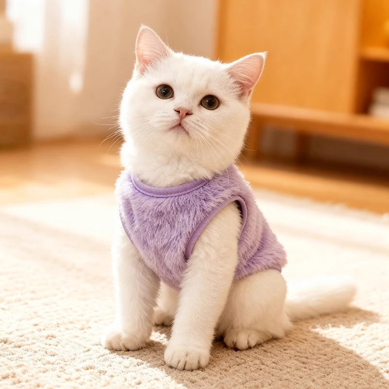 Cat, dog, pet clothes