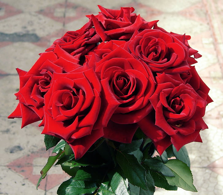 Fresh Rose Plant – Available in Red, Yellow, Blue & White