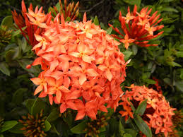 Gumamela Hibiscus Plant – Vibrant Tropical Flowering Plant