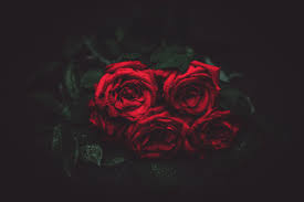 Beautiful rose plant available in red, yellow, blue, and white color options for home and garden