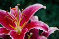 Star Gazer Lily plant with vibrant red blooms and speckled petals