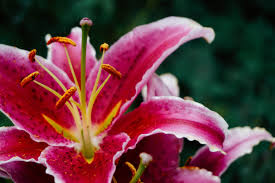 Star Gazer Lily plant with vibrant red blooms and speckled petals