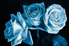 Fresh Rose Plant – Available in Red, Yellow, Blue & White