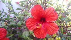 Gumamela Hibiscus flowering plant with vibrant tropical blooms available in multiple colors including red, blue, yellow, white, pink, purple, and green