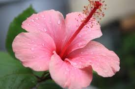 Gumamela Hibiscus Plant – Vibrant Tropical Flowering Plant