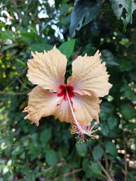Gumamela Hibiscus Plant – Vibrant Tropical Flowering Plant