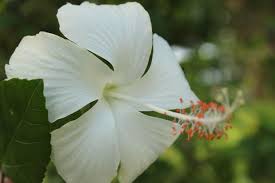 Gumamela Hibiscus Plant – Vibrant Tropical Flowering Plant
