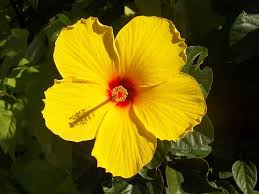 Gumamela Hibiscus Plant – Vibrant Tropical Flowering Plant