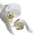 Close-up of elegant white phalaenopsis orchid blooms with delicate petals and golden centers, on a green stem.