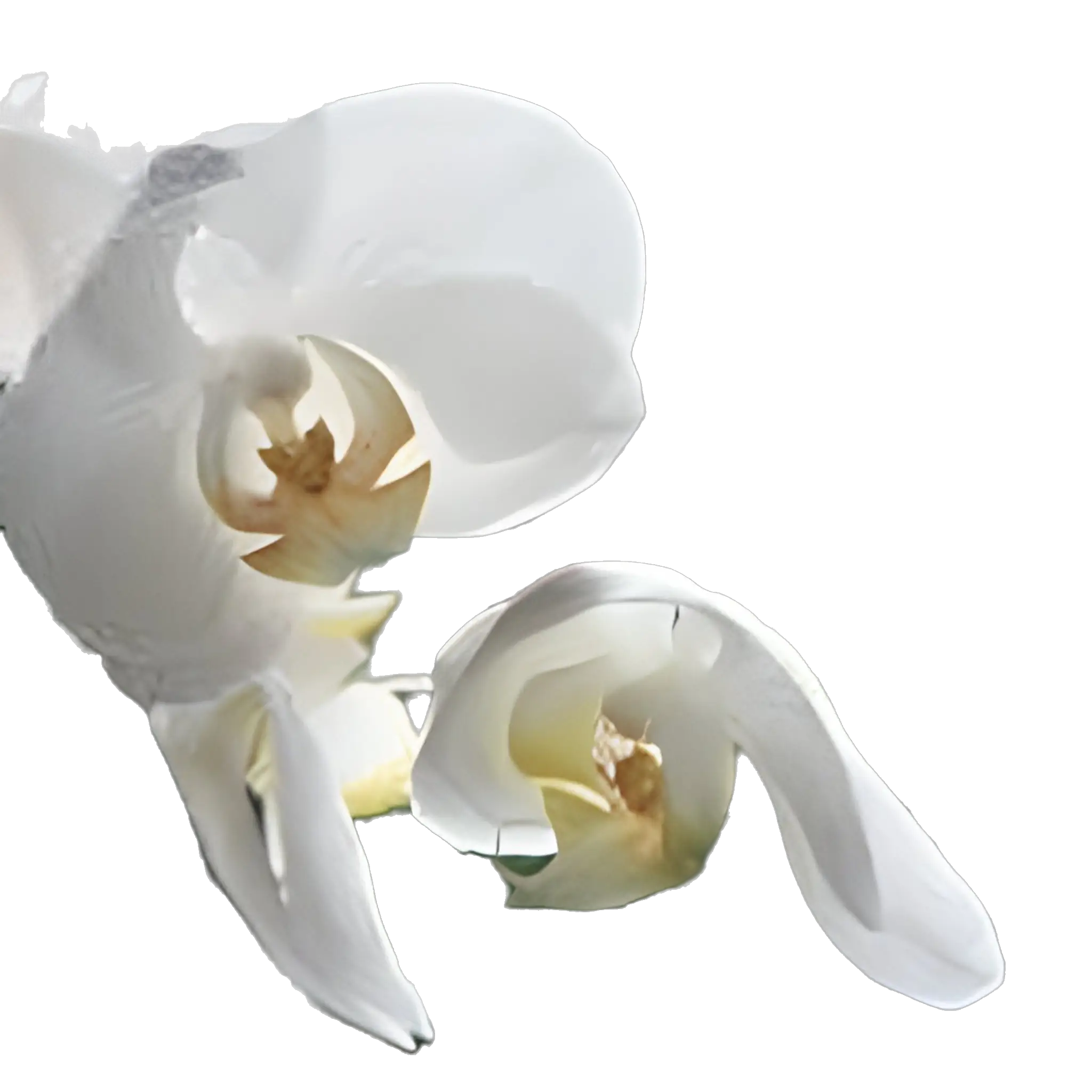 Close-up of elegant white phalaenopsis orchid blooms with delicate petals and golden centers, on a green stem.