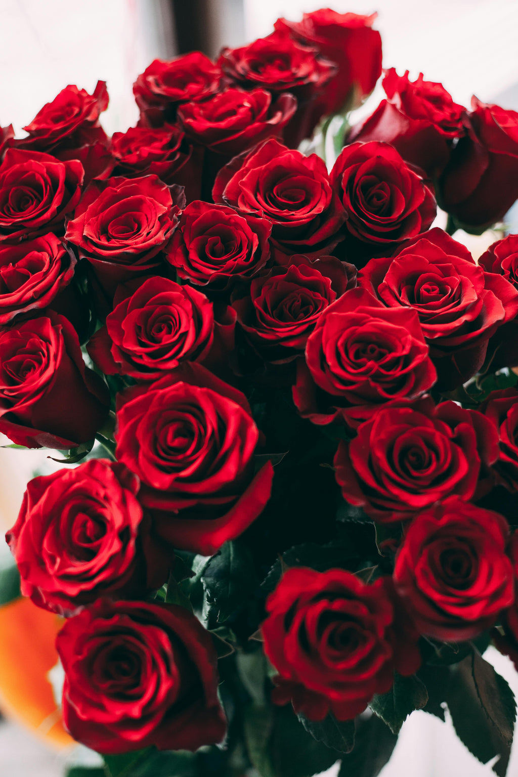 Fresh Rose Plant – Available in Red, Yellow, Blue & White