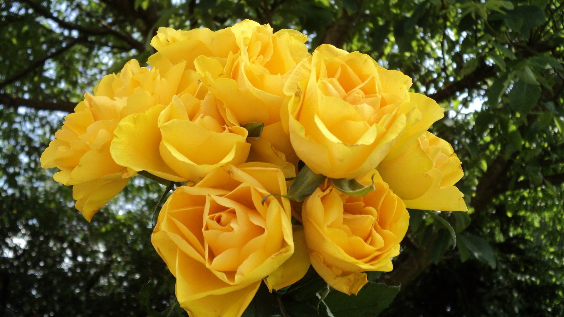 Fresh Rose Plant – Available in Red, Yellow, Blue & White