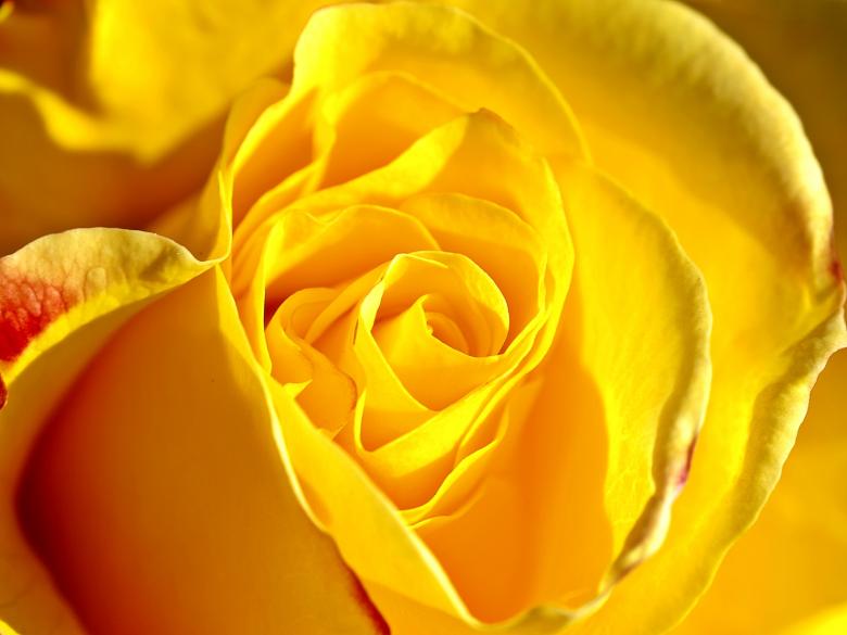 Fresh Rose Plant – Available in Red, Yellow, Blue & White