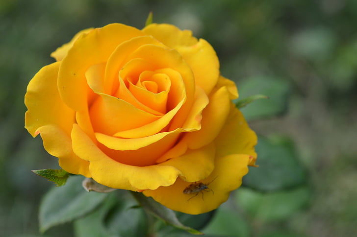 Fresh Rose Plant – Available in Red, Yellow, Blue & White