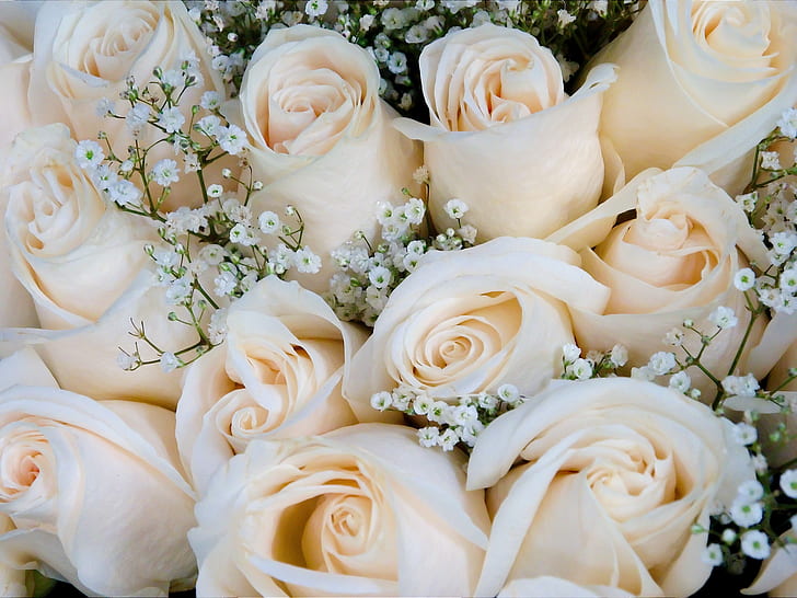 Fresh Rose Plant – Available in Red, Yellow, Blue & White